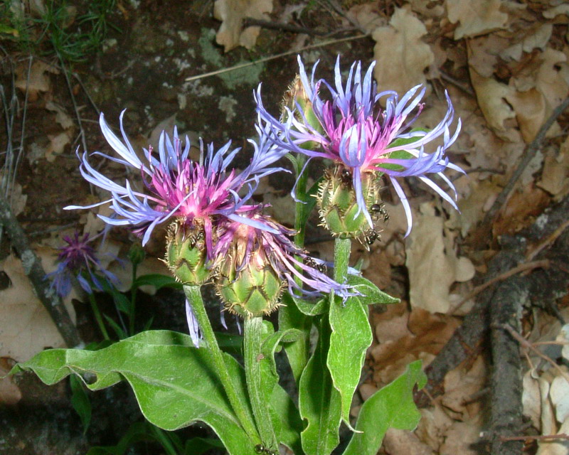 Centaurea: 4 specie